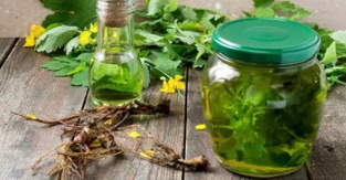 Ueleg Schöllkraut vun gribka